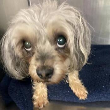 Sharee -  Miniature Schnauzer Dog for Adoption in Spokane, Washington - Sharee | PetCurious