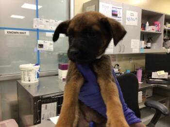 Rescue Terrier Dogs for Adoption in Sebec, Maine - SANDY | PetCurious