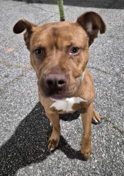 Pit Bull Terrier Dogs Available for Adoption in Lawrenceville, Georgia - Pen 168 | PetCurious