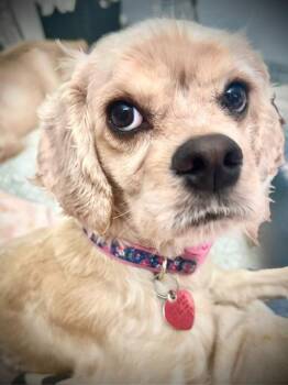 Fawn -  Cocker Spaniel Dog for Adoption in Austin, Texas - Fawn | PetCurious