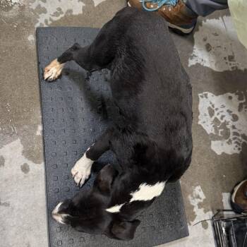 Hoover -  Mixed Breed Dog for Adoption in Las Cruces, New Mexico - Hoover | PetCurious