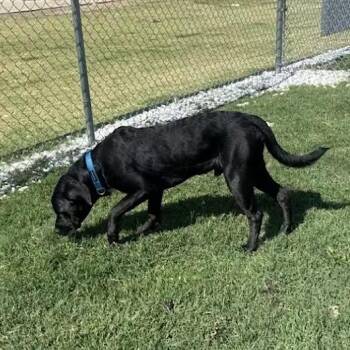 Augusta -  Mixed Breed Dog for Adoption in Austin, Texas - Augusta | PetCurious