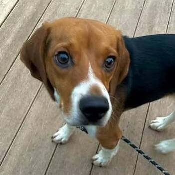 Baljeet Tjinder -  Beagle Dog for Adoption in Racine, Wisconsin - Baljeet Tjinder | PetCurious
