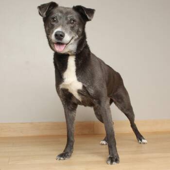 Harriet D70423 -  Black Labrador Retriever and Mixed Breed Dog for Adoption in Minnetonka, Minnesota - Harriet D70423 | PetCurious