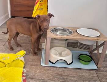 Mixed Breed Dogs Available for Adoption - Kona | PetCurious