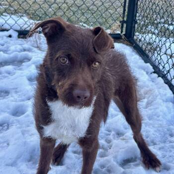 Terrier Dogs Available for Adoption - Nature | PetCurious