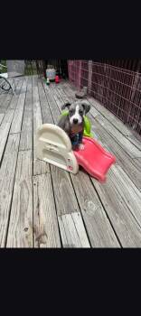 American Bulldog Dogs Available for Adoption in Thompson, Pennsylvania - FABLE | PetCurious