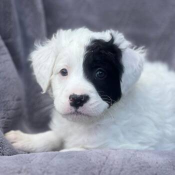 Shepherd and Labrador Retriever Dogs Available for Adoption in San Diego, California - Dakota Pup - Laramie | PetCurious