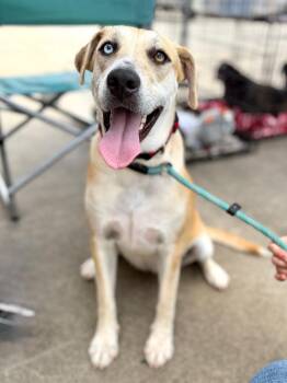 Tiger -  Catahoula Leopard Dog and Mixed Breed Dog for Adoption in Livingston, Texas - Tiger | PetCurious