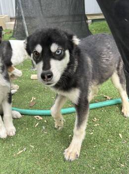 Siberian Husky Dogs Available for Adoption - Ice | PetCurious