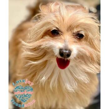 Shih Tzu and Terrier Dogs Available for Adoption in Inglewood, California - Bucky | PetCurious