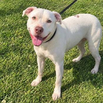 Sunny -  Pit Bull Terrier Dog for Adoption in Valdosta, Georgia - Sunny | PetCurious