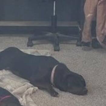 Labrador Retriever and Rottweiler Dogs Available for Adoption - Akera | PetCurious