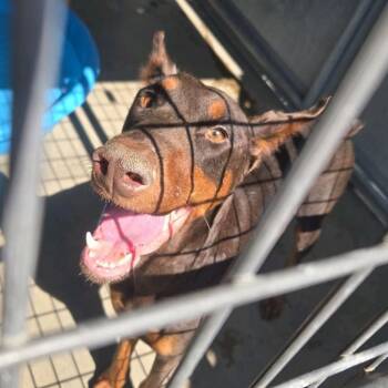 Della -  Doberman Pinscher Dog Available for Adoption in St. Louis, Missouri - Della | PetCurious