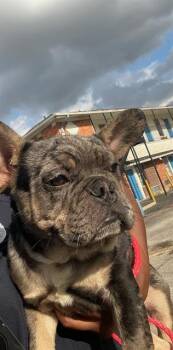 Mixed Breed Dogs Available for Adoption - BEAN | PetCurious