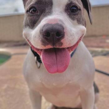 Ivy -  Pit Bull Terrier and American Bulldog Dog for Adoption in Glendale, Arizona - Ivy | PetCurious