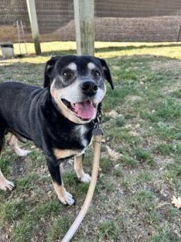 Newt -  Mixed Breed Dog for Adoption in Roseburg, Oregon - Newt | PetCurious