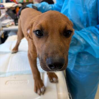 Joe -  Pit Bull Terrier and Australian Cattle Dog Blue Heeler Dog for Adoption in Nashville, Tennessee - Joe | PetCurious