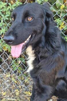 Blackie -  Labrador Retriever and Mixed Breed Dog for Adoption in Shreveport, Louisiana - Blackie | PetCurious