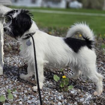 Wirehaired Terrier Dogs Available for Adoption in Pittsford, Vermont - Louie | PetCurious