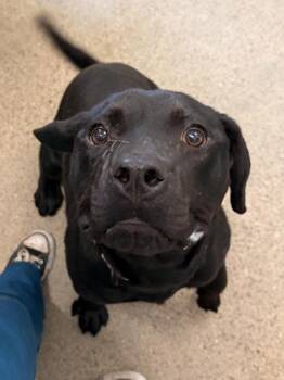 Banjo -  Cane Corso Dog for Adoption in Cleveland, Ohio - Banjo | PetCurious