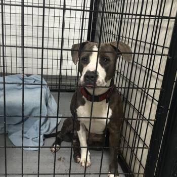 Papa Chappa -  Terrier Dog for Adoption in St. Louis, Missouri - Papa Chappa | PetCurious