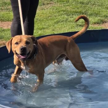 Rescue Pit Bull Terrier Dogs for Adoption in Evansville, Indiana - Rusty | PetCurious