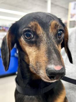Rescue Dachshund Dogs for Adoption in Ladson, South Carolina - Sweeney | PetCurious
