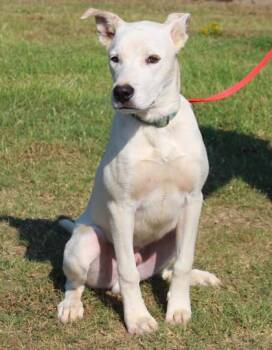 Kolby -  Terrier and Mixed Breed Dog for Adoption in Conway, Arkansas - Kolby | PetCurious