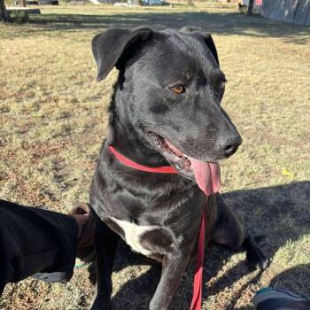 Rescue Mixed Breed Dogs for Adoption in Boone, Iowa - Harlow | PetCurious