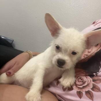 Barbie -  French Bulldog and Mixed Breed Dog for Adoption in San Diego, California - Barbie | PetCurious