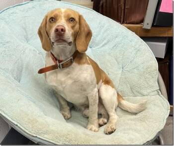 TATER 2 Year Old Adorable Beagle Boy Kids, Cats and Dogs -  Beagle Dog for Adoption in Charlottesville, Virginia - TATER 2 Year Old Adorable Beagle Boy Kids, Cats And Dogs | PetCurious