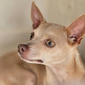 Hanzelka WV14527-T LOCAL Adoption Event in Woodinville 8/23 -  Chihuahua Dog for Adoption in Missouri City, Texas - Hanzelka WV14527-T LOCAL Adoption Event In Woodinville 8/23 | PetCurious