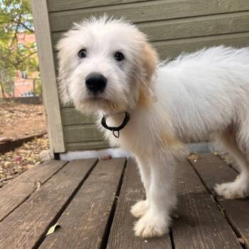 Junior -  Great Pyrenees and Mixed Breed Dog for Adoption in Fayetteville, Arkansas - Junior | PetCurious