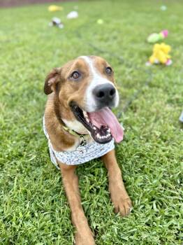 Rescue American Foxhound Dogs for Adoption in Angleton, Texas - Deli | PetCurious