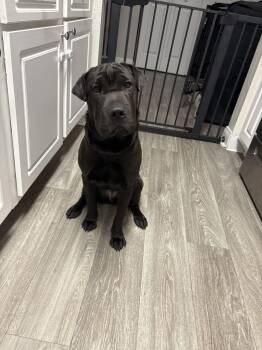 Shar Pei and Basset Hound Dogs Available for Adoption - Rhea | PetCurious