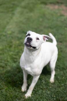 Teddy -  Pit Bull Terrier and American Bulldog Dog for Adoption - Teddy | PetCurious
