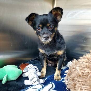 Maverick -  Chihuahua Dog for Adoption in Denison, Texas - Maverick | PetCurious