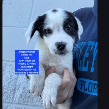 Shetland Sheepdog Sheltie Dogs Available for Adoption in Oviedo, Florida - Amazon Wishlist | PetCurious