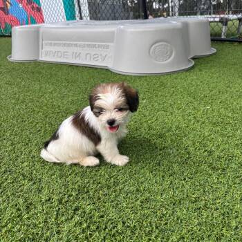 Candy Corn -  Shih Tzu Dog for Adoption in Jupiter, Florida - Candy Corn | PetCurious