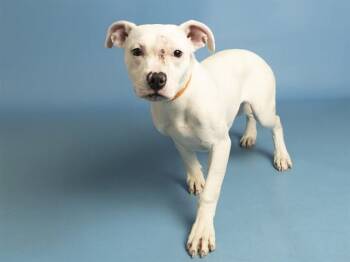 DANDELION -  Pit Bull Terrier Dog for Adoption in Phoenix, Arizona - DANDELION | PetCurious