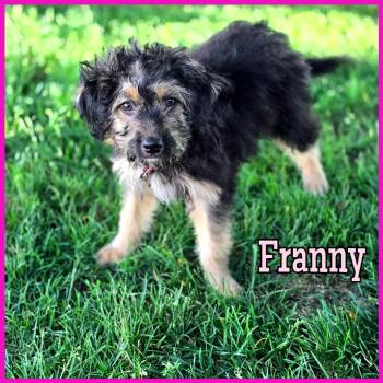 Mixed Breed Dogs Available for Adoption in Joliet, Illinois - Franny | PetCurious