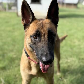 Sofie -  Belgian Shepherd Malinois Dog for Adoption in Bulverde, Texas - Sofie | PetCurious