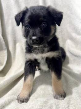 Cattle Dog and Feist Dogs Available for Adoption - Fizz | PetCurious