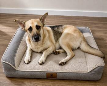 Mercy -  German Shepherd Dog Dog for Adoption in Houston, Texas - Mercy | PetCurious