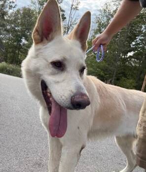 Rescue German Shepherd Dog Dogs for Adoption in Campbellsville, Kentucky - Zeus | PetCurious