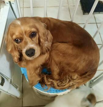 Cocker Spaniel Dogs Available for Adoption in Mcallen, Texas - Peaches | PetCurious