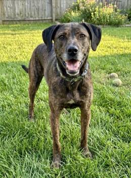 Zuccini -  Labrador Retriever and Mountain Cur Dog for Adoption in St. Augustine, Florida - Zuccini | PetCurious
