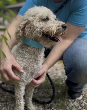 Zoey (ZoZo) -  Poodle Dog for Adoption in Muskegon, Michigan - Zoey (ZoZo) | PetCurious