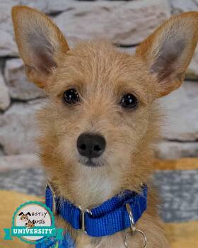 Mochi -  Terrier and Chihuahua Dog for Adoption in Kennesaw, Georgia - Mochi | PetCurious
